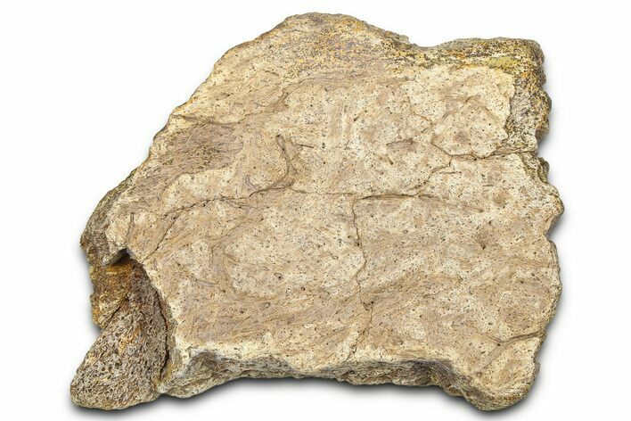 Dinosaur (Triceratops) Frill Shield Section - Wyoming #371529